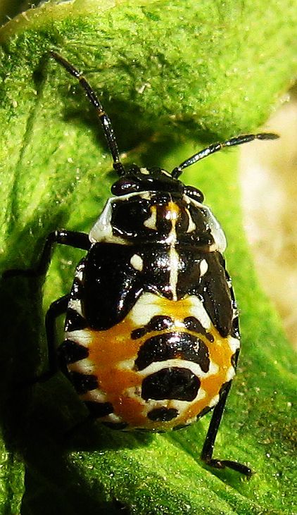 Pentatomidae: Stenozygum coloratum del S-Turchia (Antalya)